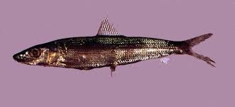 Image result for Albula glossodonta