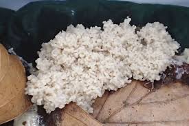 Attēlu rezultāti vaicājumam “Physarum bryocorticola sessile”