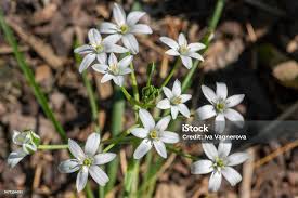 Attēlu rezultāti vaicājumam “Ornithogalum umbellatum flower”