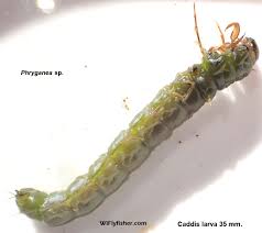 Attēlu rezultāti vaicājumam “Trichoptera egg mass”