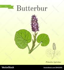 Attēlu rezultāti vaicājumam “Petasites hybridus”