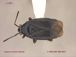 Attēlu rezultāti vaicājumam “Capsus ater”