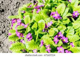 Attēlu rezultāti vaicājumam “Primulaceae”