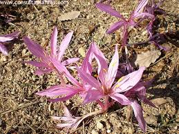 Attēlu rezultāti vaicājumam “Colchicum luteum flower”