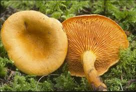 Attēlu rezultāti vaicājumam “Hygrophoropsis aurantiaca”