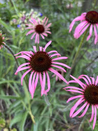 Image result for Echinacea pallida