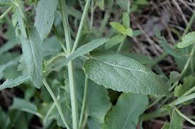Attēlu rezultāti vaicājumam “Salvia nemorosa leaf”