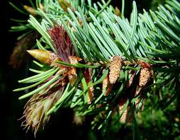 Attēlu rezultāti vaicājumam “Pseudotsuga menziesii flower”