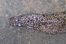 Image result for Gymnothorax moringa