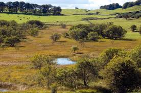 Attēlu rezultāti vaicājumam “Leiocolea rutheana”