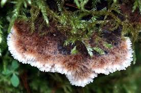 Attēlu rezultāti vaicājumam “Gloiodon strigosus”