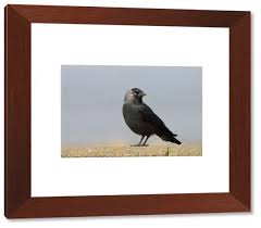 Attēlu rezultāti vaicājumam “Corvus monedula adult”