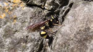 Attēlu rezultāti vaicājumam “Eumenes sp.”