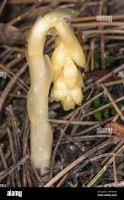 Attēlu rezultāti vaicājumam “Monotropa hypopitys bud”