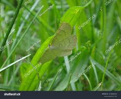 Attēlu rezultāti vaicājumam “Cabera exanthemata male”