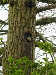 Attēlu rezultāti vaicājumam “Sitta europaea nest”