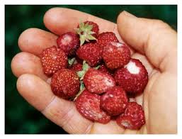 Attēlu rezultāti vaicājumam “Fragaria moschata”