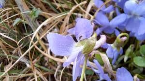 Attēlu rezultāti vaicājumam “Viola hirta flower”