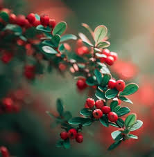 Attēlu rezultāti vaicājumam “Cotoneaster divaricatus fruit”