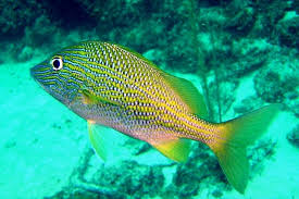 Image result for Haemulon plumierii