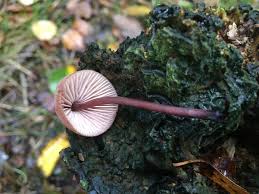 Attēlu rezultāti vaicājumam “Mycena haematopus”