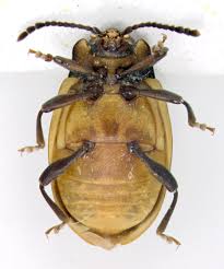 Attēlu rezultāti vaicājumam “Endomychidae”