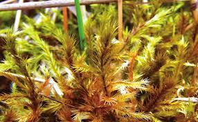 Attēlu rezultāti vaicājumam “Tomentypnum nitens”