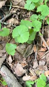 Attēlu rezultāti vaicājumam “Alliaria petiolata leaf”