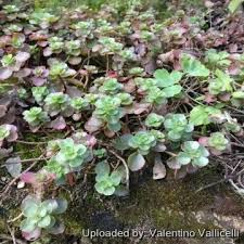 Attēlu rezultāti vaicājumam “Phedimus spurius leaf”