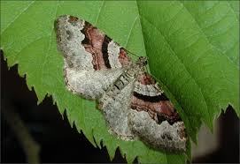 Attēlu rezultāti vaicājumam “Xanthorhoe designata”