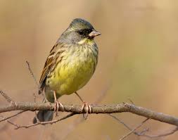 Image result for Emberiza spodocephala