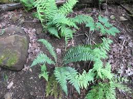 Attēlu rezultāti vaicājumam “Polystichum braunii”