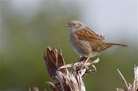 Attēlu rezultāti vaicājumam “Prunella modularis adult”