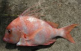 Image result for Chrysoblephus cristiceps