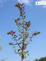Attēlu rezultāti vaicājumam “Odontites vulgaris fruit”