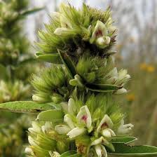 Attēlu rezultāti vaicājumam “Lophozia capitata”