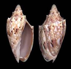 Attēlu rezultāti vaicājumam “Comatricha pulchella”