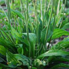Attēlu rezultāti vaicājumam “Plantago lanceolata”