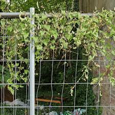 Attēlu rezultāti vaicājumam “Fallopia dumetorum fruit”