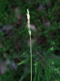 Attēlu rezultāti vaicājumam “Danthonia decumbens”