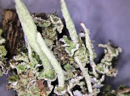 Attēlu rezultāti vaicājumam “Cladonia coniocraea”