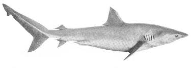 Image result for Carcharhinus brachyurus