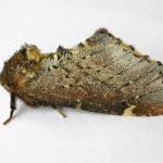 Attēlu rezultāti vaicājumam “Odontosia carmelita”