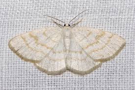 Attēlu rezultāti vaicājumam “Cabera exanthemata male”