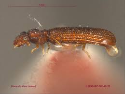 Attēlu rezultāti vaicājumam “Dienerella elongata”