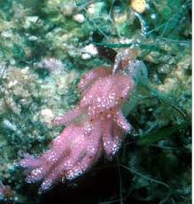 Attēlu rezultāti vaicājumam “Bulbochaete mirabilis”