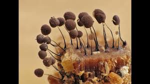 Attēlu rezultāti vaicājumam “Comatricha nigra macro”