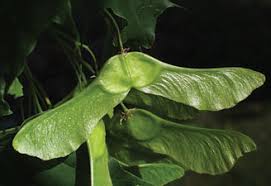 Attēlu rezultāti vaicājumam “Acer platanoides”