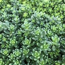 Attēlu rezultāti vaicājumam “Sedum album leaf”