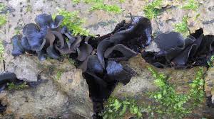 Attēlu rezultāti vaicājumam “Ionomidotis irregularis”